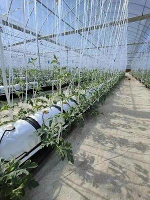 脫下軍裝，投身現(xiàn)代智慧農(nóng)業(yè) 一位退役軍人的金山種植技術(shù)開發(fā)之路