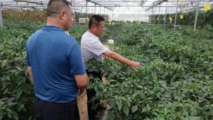 湖南步步高集團與金井鎮(zhèn)共商有機農(nóng)產(chǎn)品基地掛牌與技術開發(fā)合作