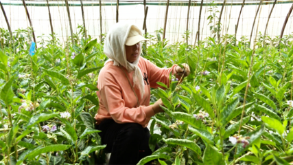 張掖市人民政府推動種植技術(shù)開發(fā)，助力農(nóng)業(yè)現(xiàn)代化