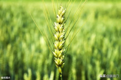 小麥種苗培育技術現狀與發展趨勢分析