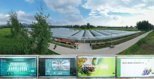 科技賦能葡萄種植，產(chǎn)業(yè)興旺引領鄉(xiāng)村振興