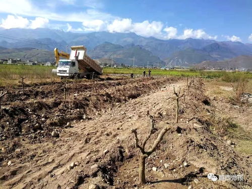 縣商務投促局引領棗樹種植技術革新與產(chǎn)業(yè)升級試點