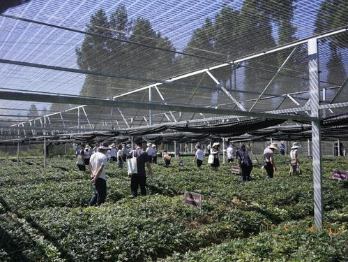 國藥太極賦能黃連產(chǎn)業(yè) 科技創(chuàng)新引領種植技術突破與高質量發(fā)展