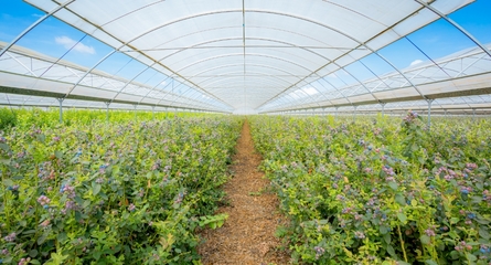 鑫榮懋果業(yè)科技集團 以科技創(chuàng)新引領種植技術開發(fā)，鑄就高品質水果產業(yè)標桿