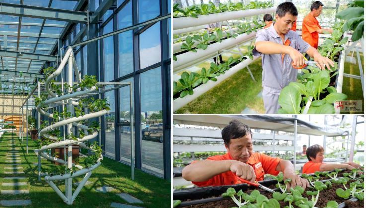 逆勢起飛 中源創(chuàng)能引領有機垃圾分散處理與種植技術革新