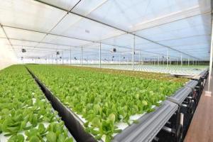 從網(wǎng)易養(yǎng)豬到京東種菜 互聯(lián)網(wǎng)巨頭為何競逐智慧農業(yè)新賽道