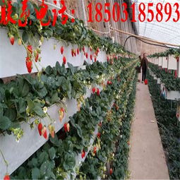 牛奶草莓立體種植架 金華新型無土栽培技術的創(chuàng)新與實踐